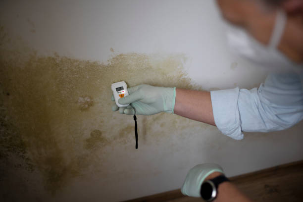 Trusted Buxton, NC Mold Removal Experts