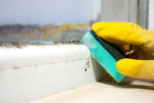 Office Mold Removal Services in Buxton, NC