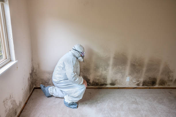 Best Professional Mold Removal  in Buxton, NC