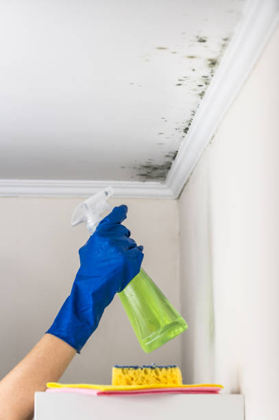 Professional Mold Removal in Buxton, NC