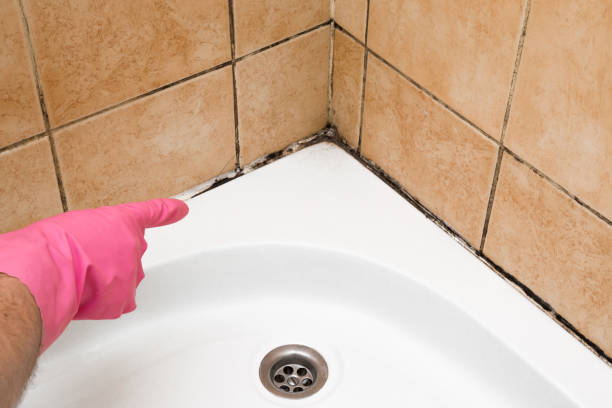 Best Mold Remediation Services  in Buxton, NC